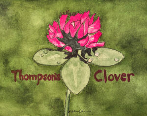 Thompsons Clover